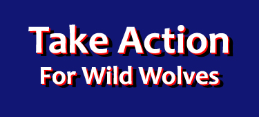 Speak out to save wild wolves