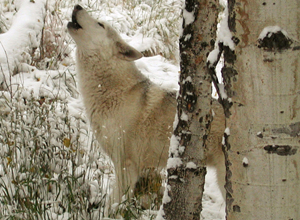 Spirit howling