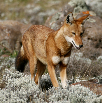 Ethiopian wolf