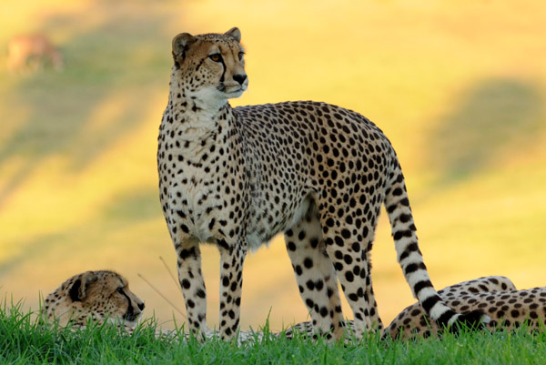 Cheetahs