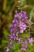 fireweed_small.jpg