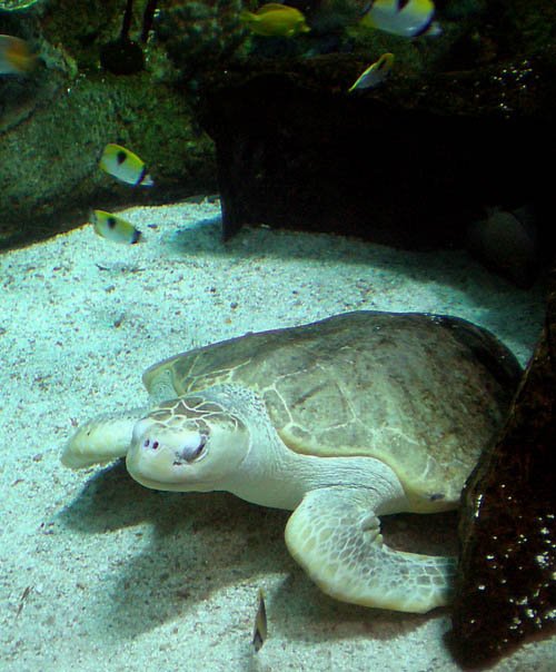 seaturtle.jpg