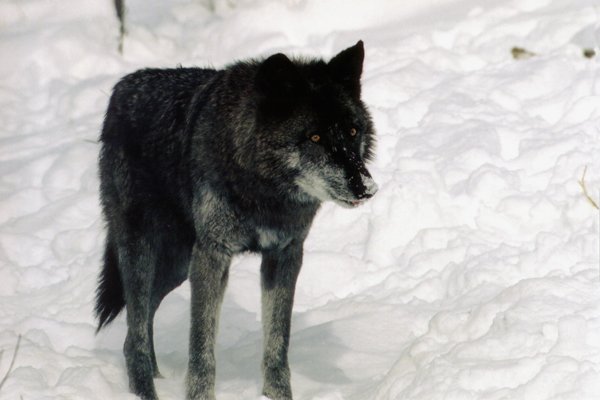 ravensnownose.jpg