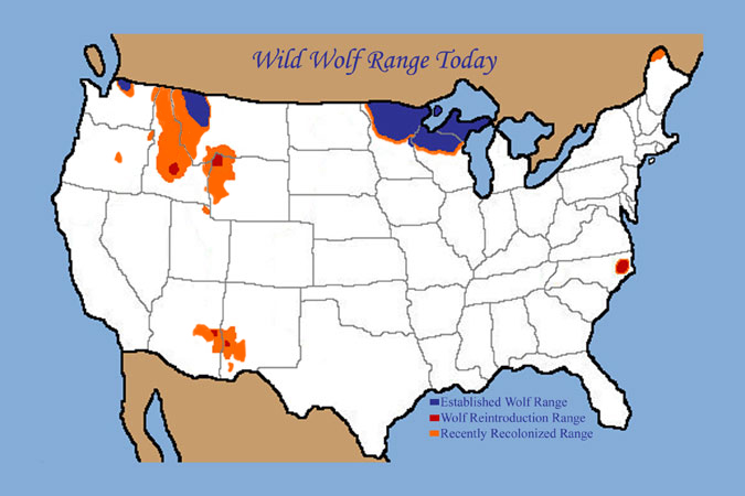 Wolf History In Us