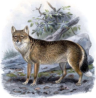 Falkland Islands wolf - Illustration by John Gerrard Keulemans (1842-1912)