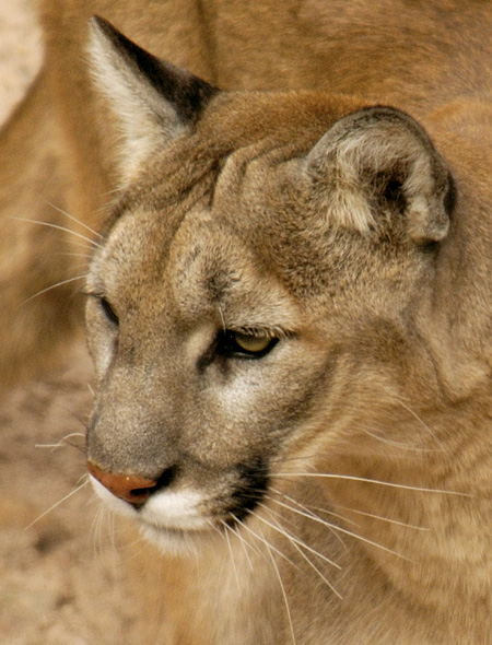 Cougar