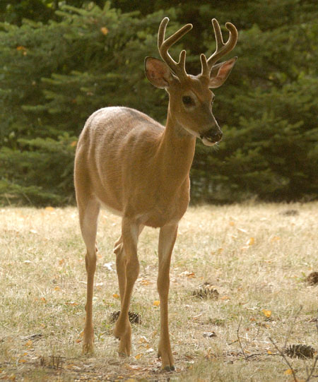 White-tailed deer