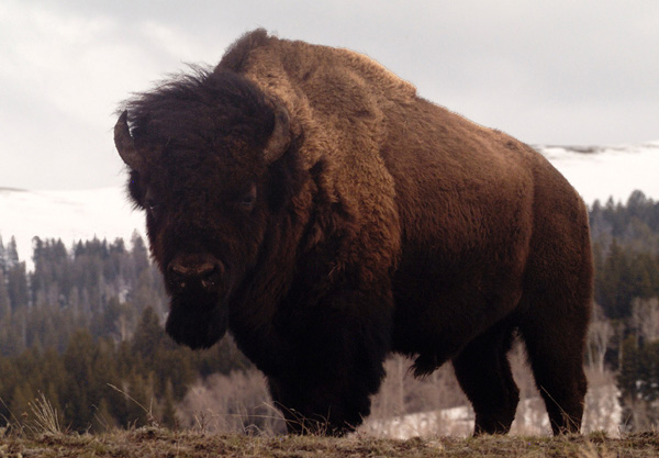 American Bison