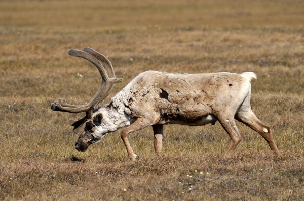 Caribou