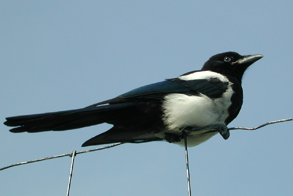 Black-billed Magpie