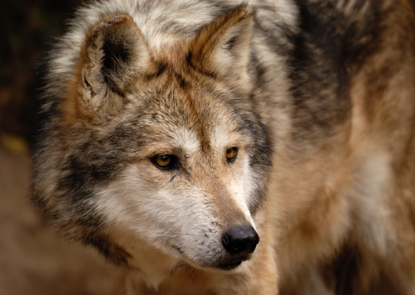 GrayWolfConservation.com - Weekly Wolf - March 2011