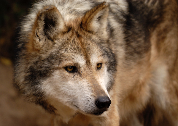 Mexican Gray Wolf