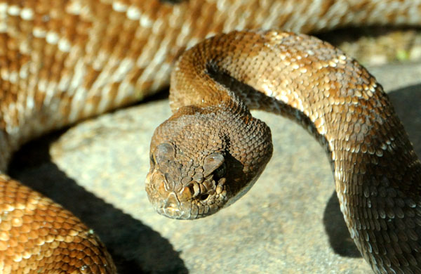 Rattlesnake