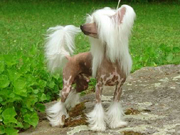 Chinese Crested