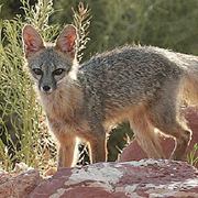 Kit Fox - Vulpes macrotis